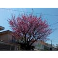 ≪花談議５２１≫　ブラジルでも桜の花がで咲きます。　広橋さんからのお便りです。