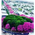 ≪花談議５６４≫　マリンガの町のイペーロッショの見事な並木の写真をマリコさんから受け取ったはなさんが転送してくれました。