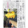 ≪仙台にイペー開花≫　サンパウロの稲門の大西さんが河北新報の切り抜きを送って呉れました。
