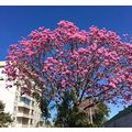 ≪街路樹のイペーロッショが咲き続けています≫　ピンダの吉田さんからの続編が届きました。