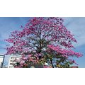 花談議４５３　≪紫イペーの開花≫　ジアデーマにお住みの松村さんからのお便りです。