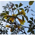 花談議４６０　≪イペーアマレーロも咲き始めました≫地元ポルトアレグレから