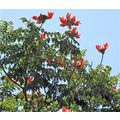 ≪花談議５１２≫　２月１５日(土）　に咲く世界３大花木の写真を集めて見ました。　其の２　火炎木＝エスパトデア  