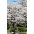 ≪花談義６４４≫　久留米から満開の桜を　はなさんからのお便りです