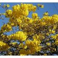 ブラジルの国花イッペーの花を日本に咲かせたい。(趣意書) 40年ホームページより転載