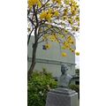 ≪花談義６４３≫　平野運平像とイペーの花　掛川市出身の村松さんよりのお便りです。