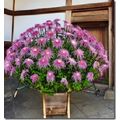 花談議３３５≪和田さんへ　相楽園の菊展≫しゅくこさんからのお便りです。