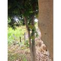 ≪花談義５９１≫　ピダモンニアグアバウの街路樹には果物が多いです。吉田さんからのお便りです。