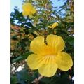 ≪九州地区でもブラジルの国花イペーの普及に努力しています≫　久留米の倉八鈴子さんからのお便りです。