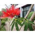 花談議６１　≪ブラジルにも赤い合歓の樹があります≫