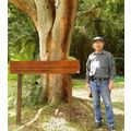 ≪大きなパウ・ブラジルの樹≫　小山さんからのお便りです。