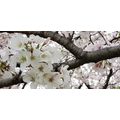 ≪花談義６２６≫深谷市のグリンパークの桜満開　昭子さんのお便りです。