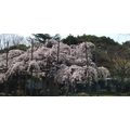 ≪花談義６２０≫　久留米の桜を独り占め　はなさんからの花便りです。