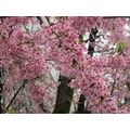 花談議７１≪見事な寒緋桜が咲いていました≫ 　ポルトアレグレより。