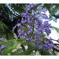 ≪花談議５１１≫２月１５日(土)　に咲く世界３大花木の写真を集めて見ました。其の１　紫雲木=ジャカランダ