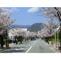 ≪花談議５２３≫　　西宮市の桜満開　　杉井さんからのお便りです。
