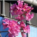 ≪花談義６５４≫　ポルトアレグレでもイペーロッショが咲き始めました。