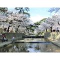 ≪花談義６４８≫　関西学院前と夙川の桜満開　杉井さんからの２度目の桜便りです