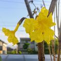≪花談議５３８≫　鈴木さんのお宅のイペーも咲いたそうです。池田さんが写真を送って呉れました。