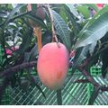 ≪東京でマンゴー収穫のお話です≫　辻さんからのお便りです。
