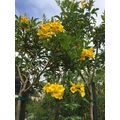 花談議４２６　≪GOLDEN TRUMPET TREE=イペーの花を送ります≫　カリフォルニアの村松さんからのお便りです。