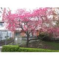 ≪花談義６７３≫　南伯日本商工会議所が贈呈植えた寒緋桜が領事事務所の前庭で満開でした。