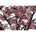 花談議４６５　≪寒い季節に寒緋桜が咲いています≫地元ポルトアレグレから　