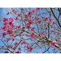 ≪花談義６７７≫　地元ポルトアレグレから咲いているイペーロッショと咲き始めたイペ―アマレーロを送ります。
