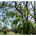 ≪夢の島熱帯植物園のイペー≫　井川会長からのお便りが届きました。