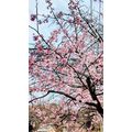 ≪花談義６４１≫　早くも桜満開　杉井さんから桜便りが届きました。