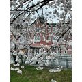 ≪花談義６４６≫　深谷市駅前の桜並木通り満開の桜　アマゾン昭子さんからのお便りです