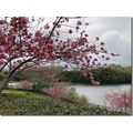 ≪花談義６３２≫　日本列島、豊かな春１　しゅくこさんからのお便りです。