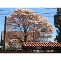 ≪桜色のイペー（白？）が咲き始めました≫　ピンダの吉田さんからのお便りです。