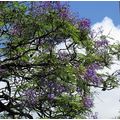 ≪花談議５０５≫１月２５日（土）に咲く世界３大花木の写真を集めて見ました。其の１　紫雲木=ジャカランダ