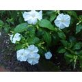 花談議３９７≪念願の白い白粉花が我が庭に≫　アマゾン昭子さんからのお便りが届きました。