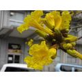 ≪徳山の市役所本庁前庭にもイペーの花が咲くようです≫　はなさんからの嬉しいお便りです。