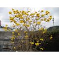 神戸にブラジル国花イッペーの花を咲かす案件。有隅先生からの追加写真が届きました。 