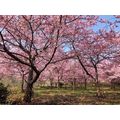 ≪花談義６１４≫　熊本の桜の森から届いた素晴らしい桜をお届けします。　久留米のはなさんより。