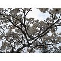 ≪花談義６１１≫　地元ポルトアレグレでもイペーブランコが咲き始めました。