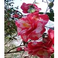 花談議４６４　≪珍しい椿とお別れです≫　はなさんからのお便りです。