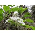 花談議２４６≪洋梨の白い花が咲いていました≫　地元ポルトアレグレより。