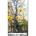 ≪花談義６３３≫　日本列島、豊かな春２　しゅくこさんからのお便りです。