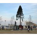 花談議１０９≪神戸に世界一のクリスマスツリー≫出石さんからのお便りです。